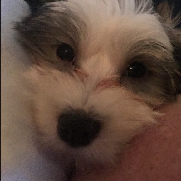 Meet your Posher, Kevin - Picture 1 of 1